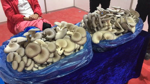 海蜇節盛大開幕！營口人必須了解 家鄉水產業為何如此“牛氣沖天”