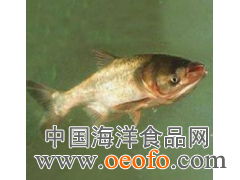 供應鮮活水產品，優選鳙魚與大頭寶，盡在東港市黃海水產品批發市場利源海鮮商行